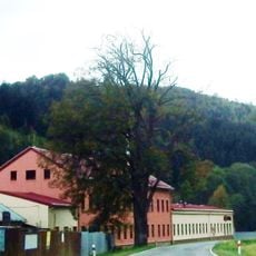 Lípa v Potůčníku