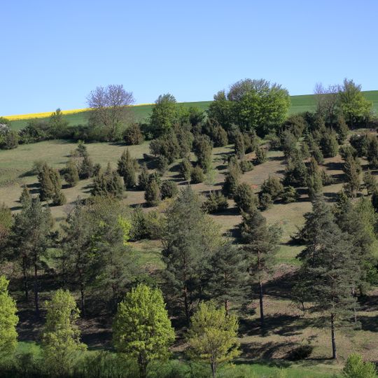 Bestand an Wacholder, Fliegenwurz, Helmknabenkraut im Gewann „Neuen Berg“
