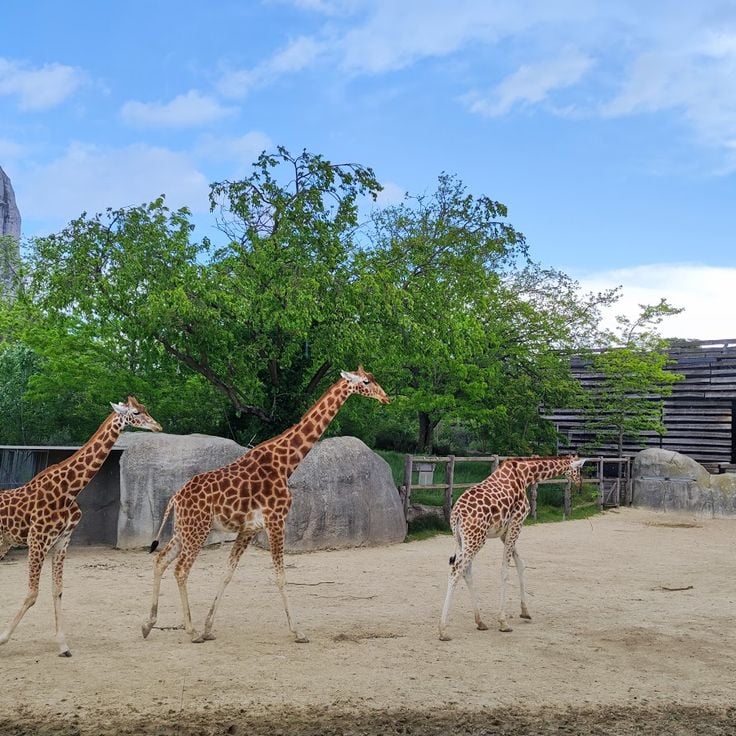 Zoologischer Garten von Paris