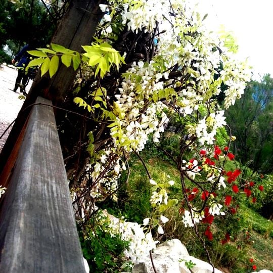Jardin japonais de Tunis