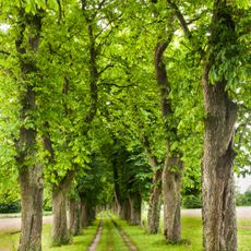 Kastanienallee in Bad Wimsbach-Neydharting