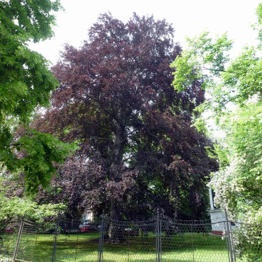 Blut-Buche Wallotstraße Ecke Koenigsallee