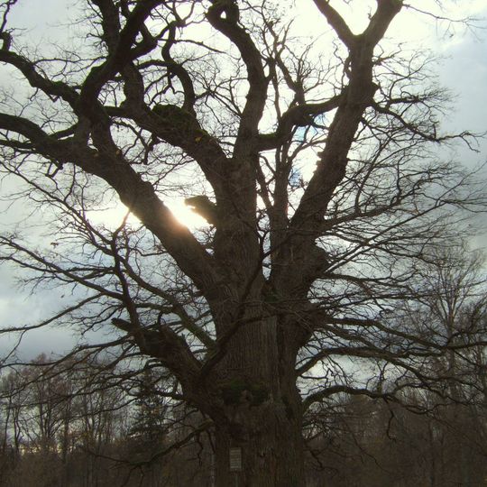 Glitiškių ąžuolas