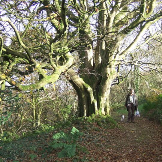 Allt Pontfaen - Coed Gelli-fawr