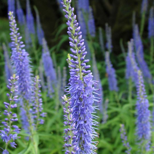 Rezerwat przyrody Cielętnik