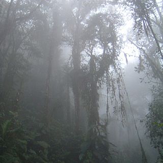 Bellavista Cloud Forest Reserve