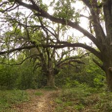 Chintamoni Kar Bird Sanctuary