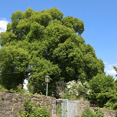 Winterlinde „Linde Grabenweg“