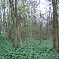 Kingscote and Horsley Woods