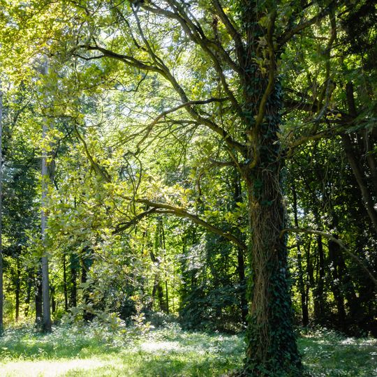 Park dworski, l.60 XX