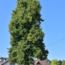 Kapellenlinde in Liebenau