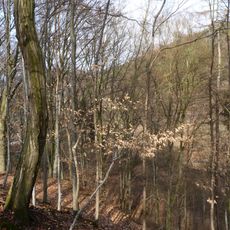 Zámecký les v Lomnici