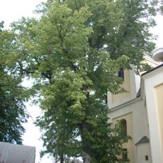 Lípa v obci Jamné