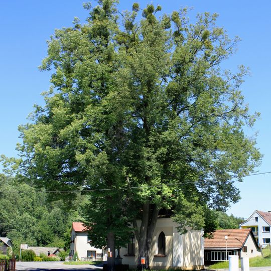 Tis obecný červený "U Havlů"