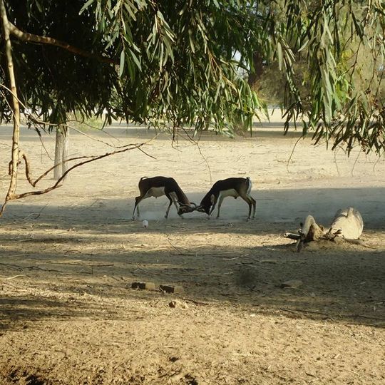 Lal Suhanra National Park