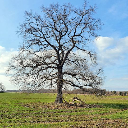Eiche am Gärtnereiweg