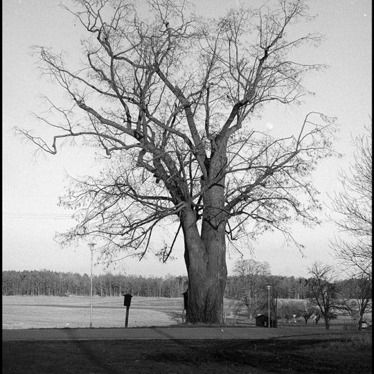 Lípa velkolistá u Dobčic
