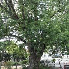 Cukrový javor v Kolíně