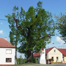 Lípa u Boží muky