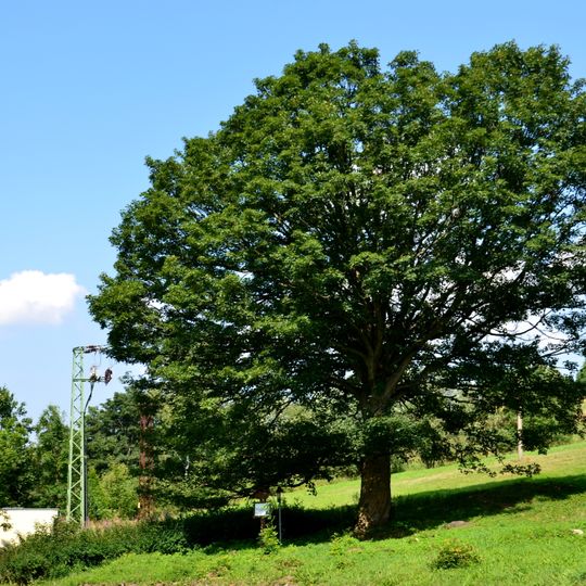 Javor klen ve Vejprtech