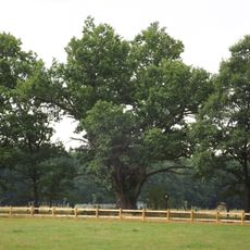 Dub u Zadního dvora 4