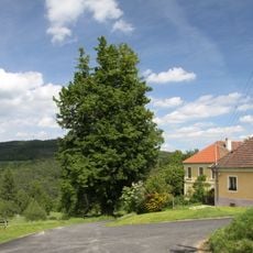 Frantolská lípa malolistá