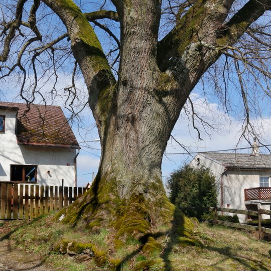 Lípa ve Staré Pasečnici