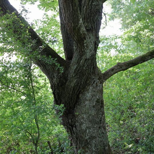 Feldahorn im Gewann Drillberg, Vorderes Wolfental
