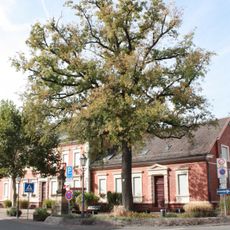 Stieleiche am Stadthaus Lorsch