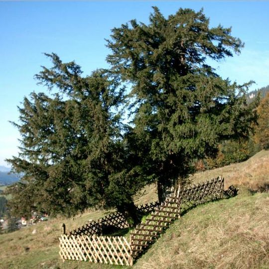 Alte Eibe von Balderschwang