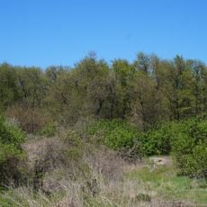 Acacia wood Starozbur'yivskyy