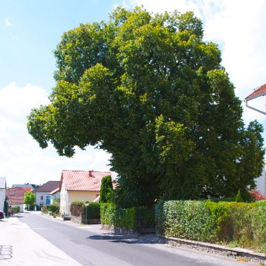 Sommerlinde in Gramastetten