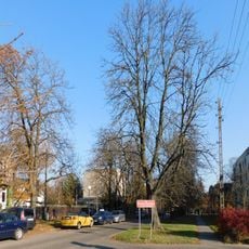 Aleja drzew w ciągu ulicy Rybnickiej