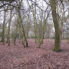 Oxleas Wood