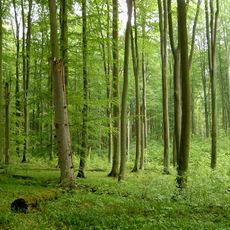 Nature reserve Źródliskowa Buczyna