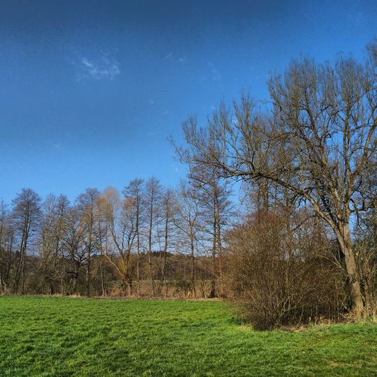 Ufergehölz des Wüstenbaches