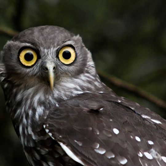 Parco nazionale di Pinnacles