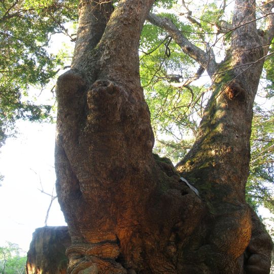 Azusawakejinja-no-Okusu