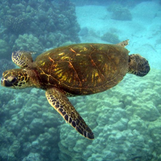 Oracabessa Bay Fish Sanctuary