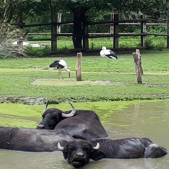 Steppentierpark Pamhagen