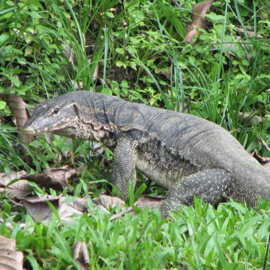 Agusan Marsh Wildlife Sanctuary