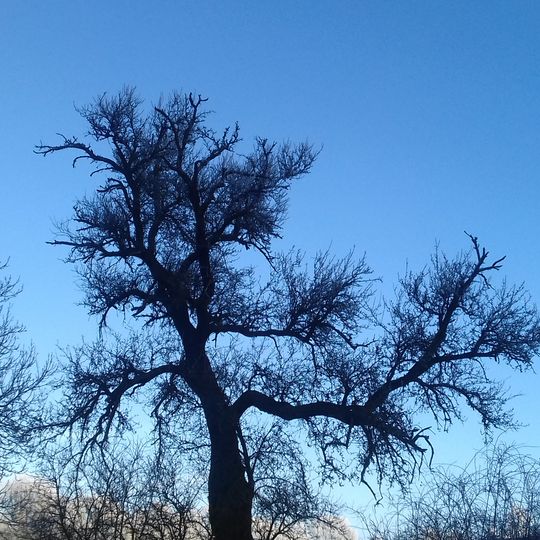 Krašovická hrušeň