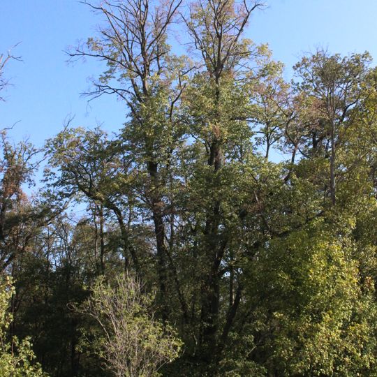 Hvozdecká hraniční lípa