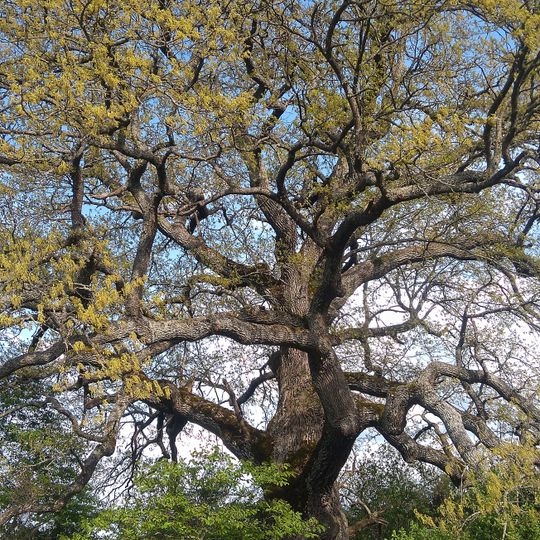 Turkey oak near Rani lug