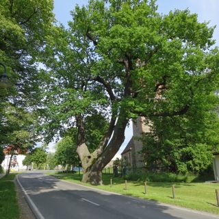 Naturdenkmal Stiel-Eiche zwischen Straße und Kirche in Grüntal
