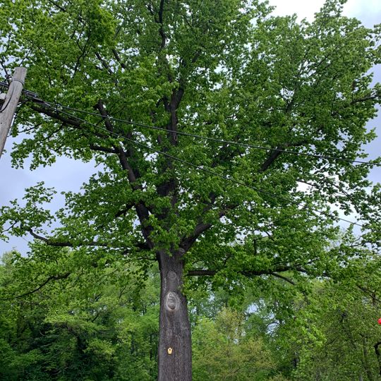 Stiel-Eiche in Weidensdorf