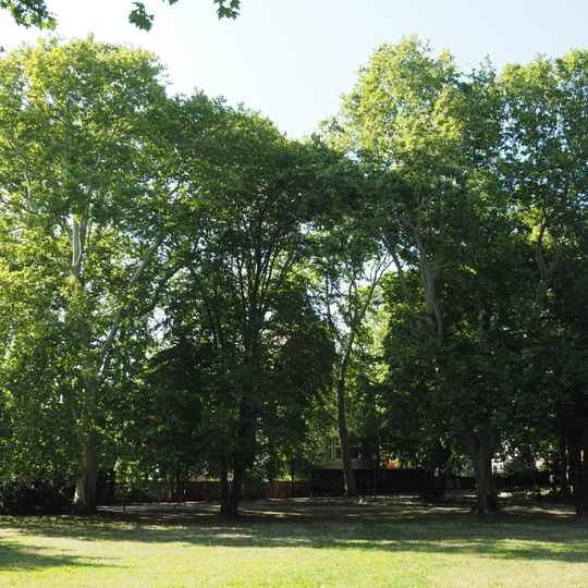 Berliner Lorbeer-Pappel Müggelpark