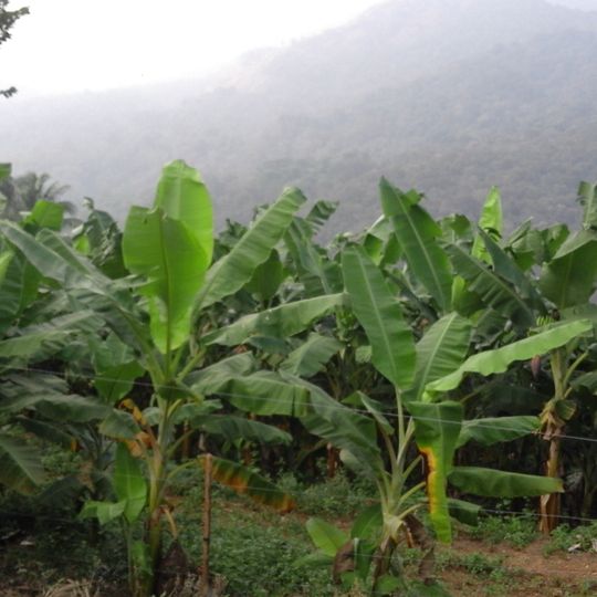 Kakkadampoyil