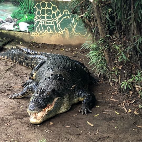 Fundación Crocolandia