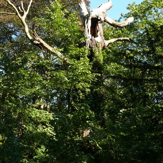 Stiel-Eiche Am Rupenhorn 3